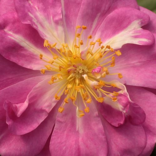 Online rózsa rendelés - Lila - climber, futó rózsa - diszkrét illatú rózsa - Rosa Purple Skyliner™ - Frank R. Cowlishaw - Megjelenésében rendkívül hasonlít a Veilchenblau fajtához, azonban a Purple skyliner jól remontáló, kevésbé erőteljes növekedésű mály